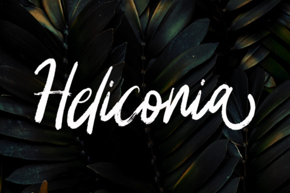 Heliconia: A Premium Script Handwritten Font Review